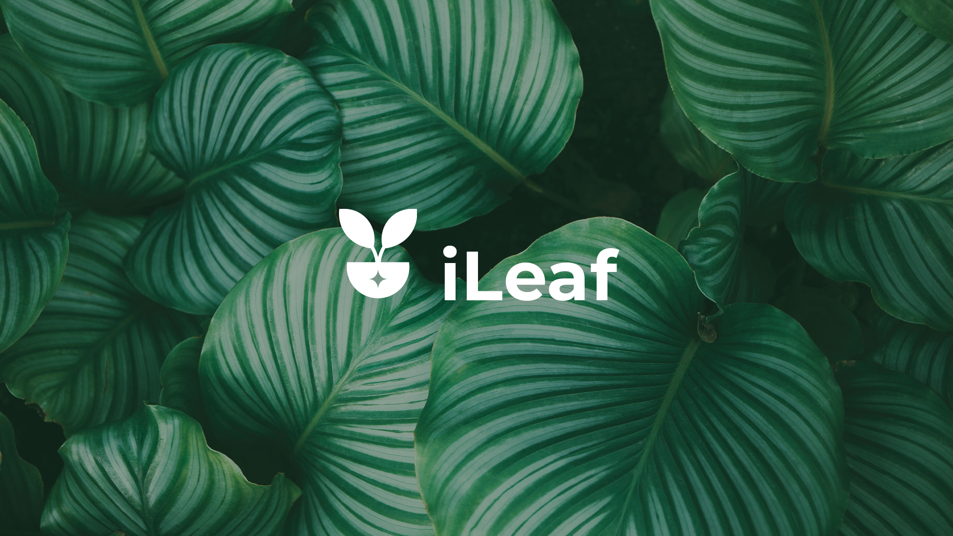 iLeaf banner preview